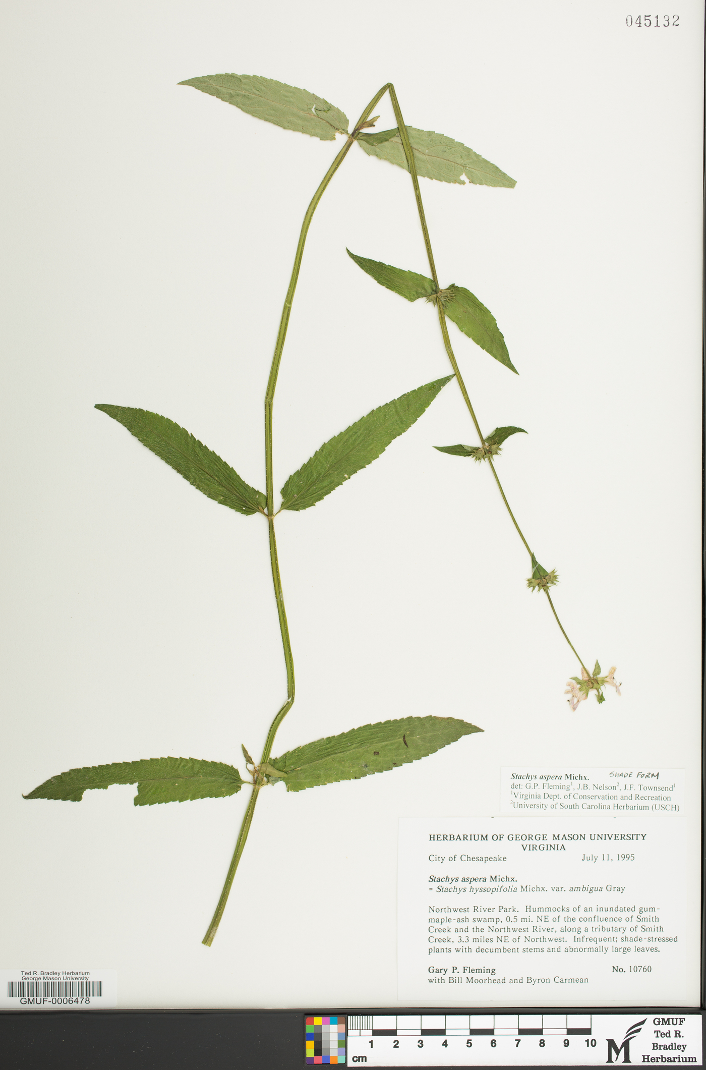 Stachys aspera image