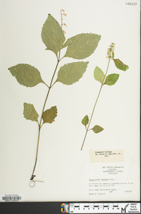 Scutellaria serrata image