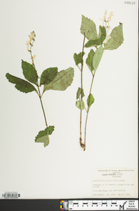 Scutellaria serrata image