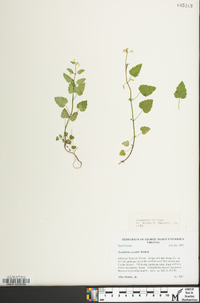 Scutellaria saxatilis image