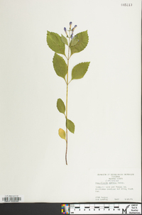 Scutellaria serrata image