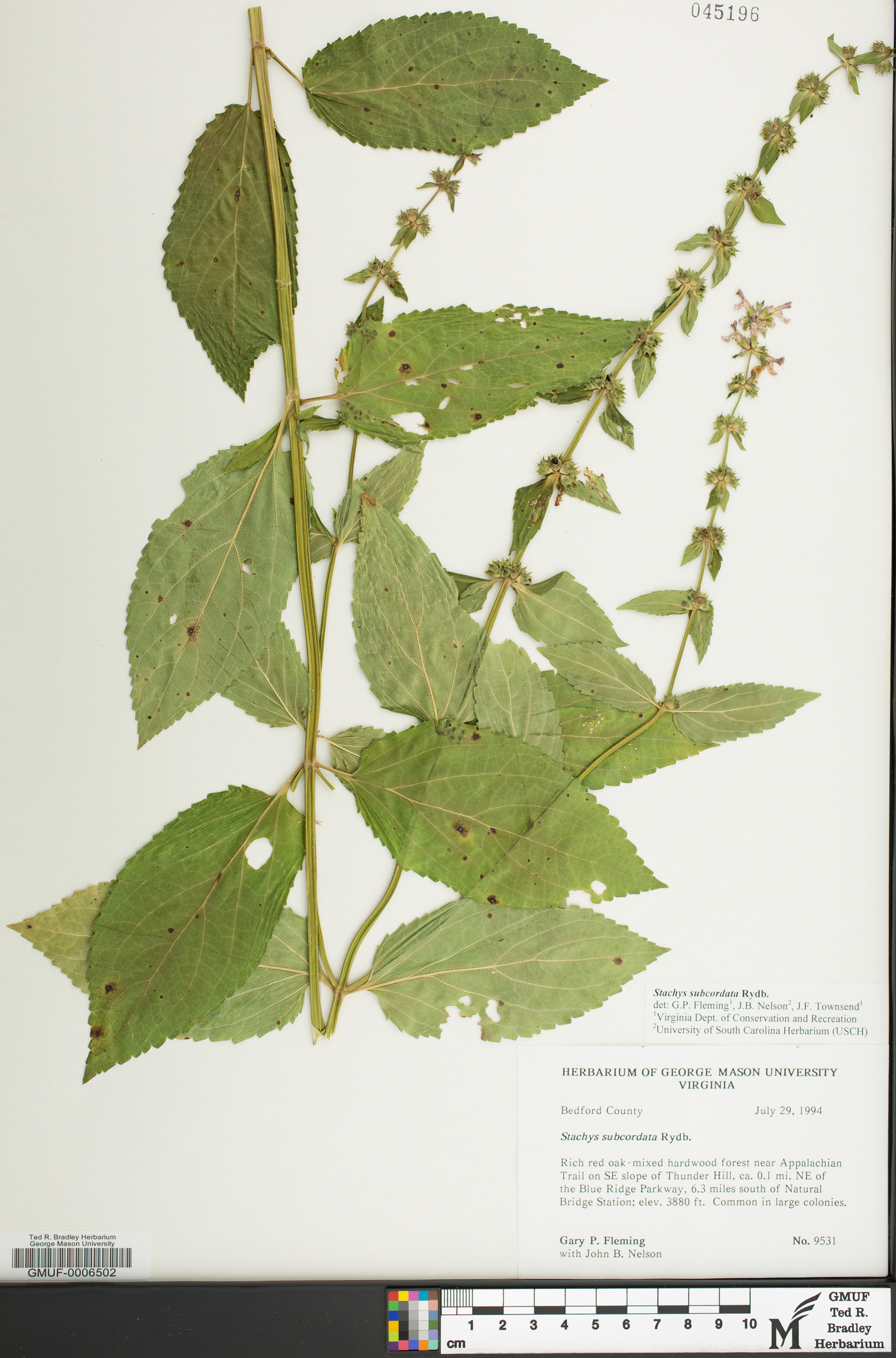 Stachys subcordata image