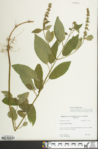 Stachys tenuifolia image