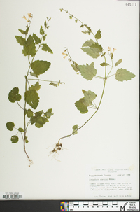 Scutellaria saxatilis image