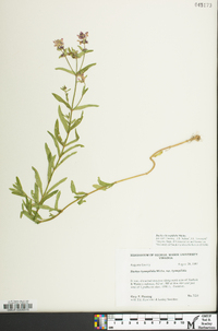 Stachys hyssopifolia image