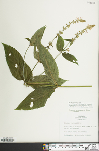 Stachys subcordata image