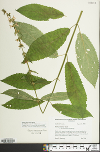 Stachys subcordata image