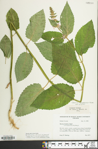 Stachys subcordata image