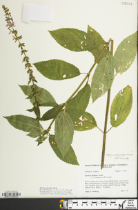 Stachys subcordata image