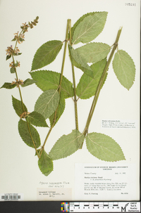 Stachys subcordata image