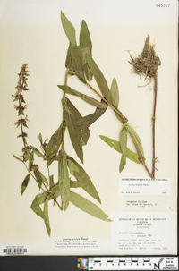 Stachys hispida image