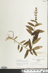 Stachys hispida image