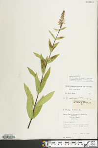 Stachys hispida image