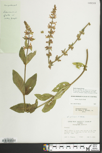 Stachys hispida image