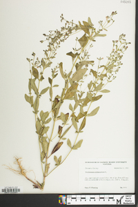 Trichostema dichotomum image