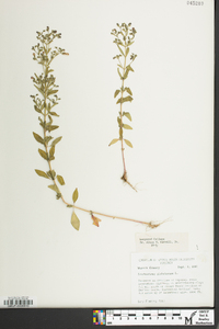 Trichostema dichotomum image