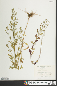 Trichostema dichotomum image