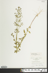 Trichostema dichotomum image