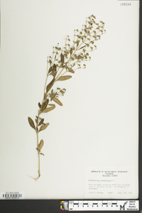 Trichostema dichotomum image