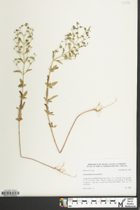 Trichostema dichotomum image