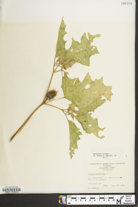 Datura stramonium image