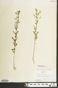 Trichostema dichotomum image