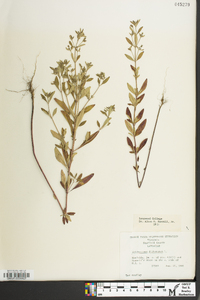 Trichostema dichotomum image