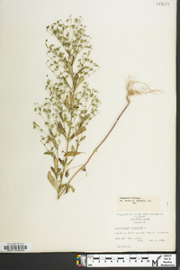 Trichostema dichotomum image