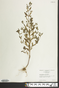 Trichostema dichotomum image