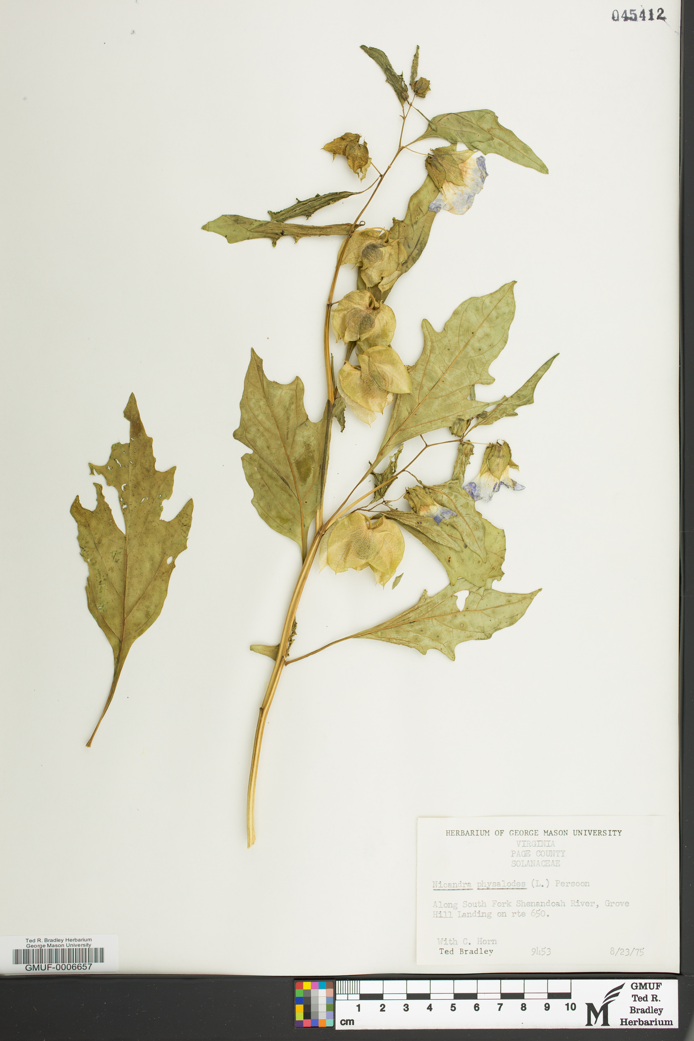 Nicandra physalodes image