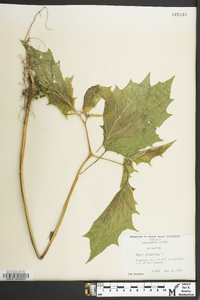 Datura stramonium image