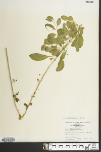 Lycium barbarum image