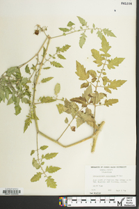 Solanum lycopersicum image