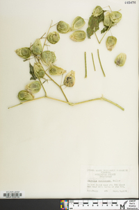 Physalis longifolia image