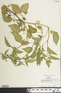 Physalis longifolia image