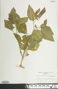 Physalis longifolia image