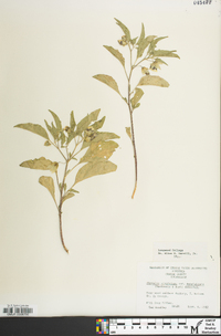 Physalis longifolia image