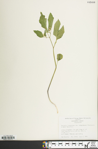 Physalis longifolia image