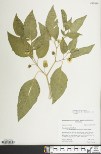 Physalis longifolia image