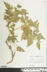 Physalis longifolia image