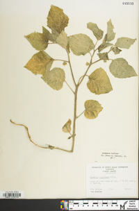 Physalis virginiana var. virginiana image