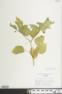 Physalis virginiana image