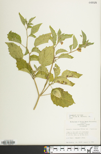 Physalis virginiana image