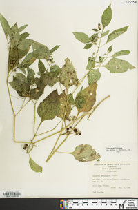 Solanum ptychanthum image