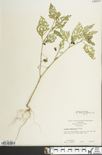 Solanum ptychanthum image