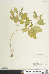 Solanum ptychanthum image