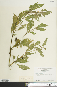 Solanum ptychanthum image