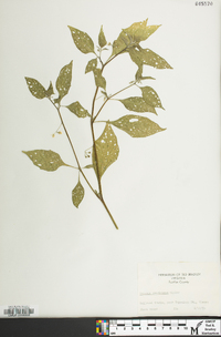 Solanum ptychanthum image