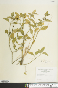 Solanum ptychanthum image