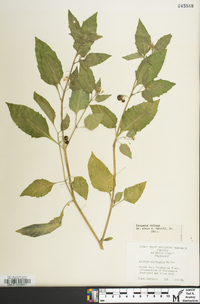 Solanum ptychanthum image